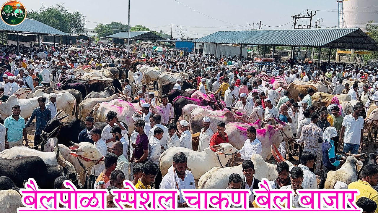 बैलपोळा स्पेशल चाकण बैल बाजार..दि-७/१०/२०२३…Chakan Bail Bajar..Bail Bazar chakan.. Krushibhushan