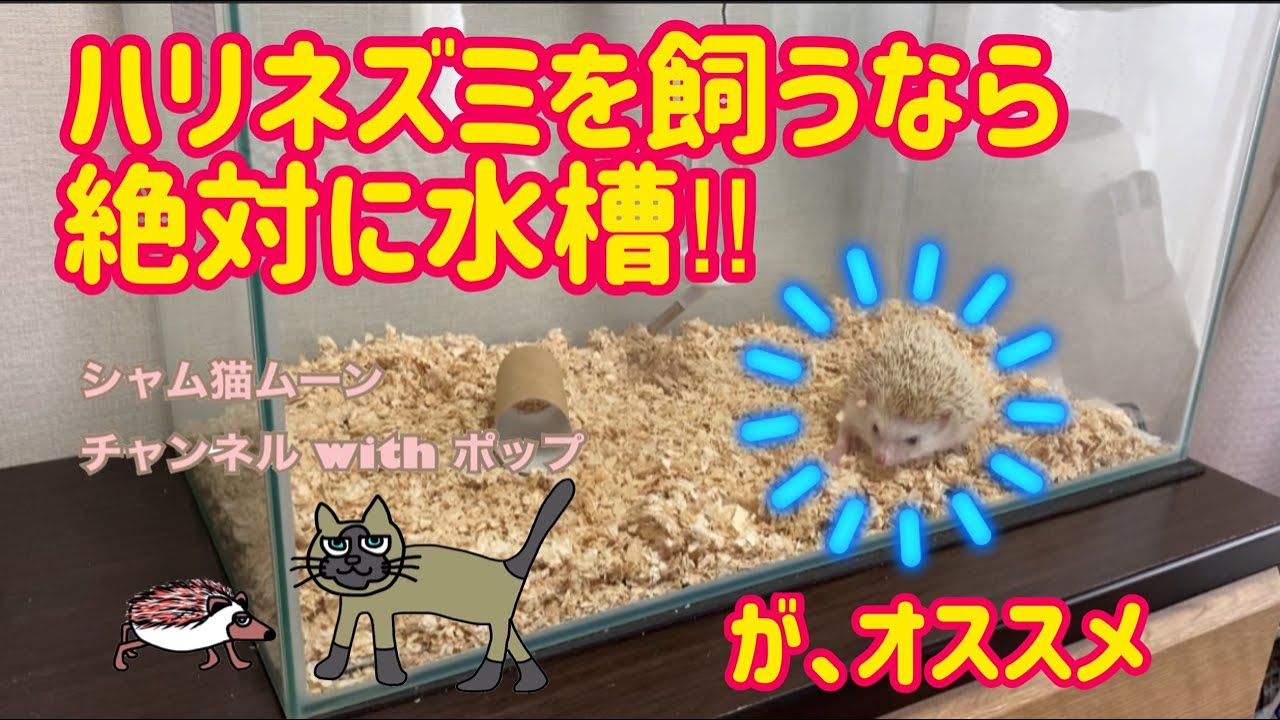 ハリネズミ飼うなら、絶対水槽!!　が、オススメ❤　なぜそう思うのかを、説明しています。
