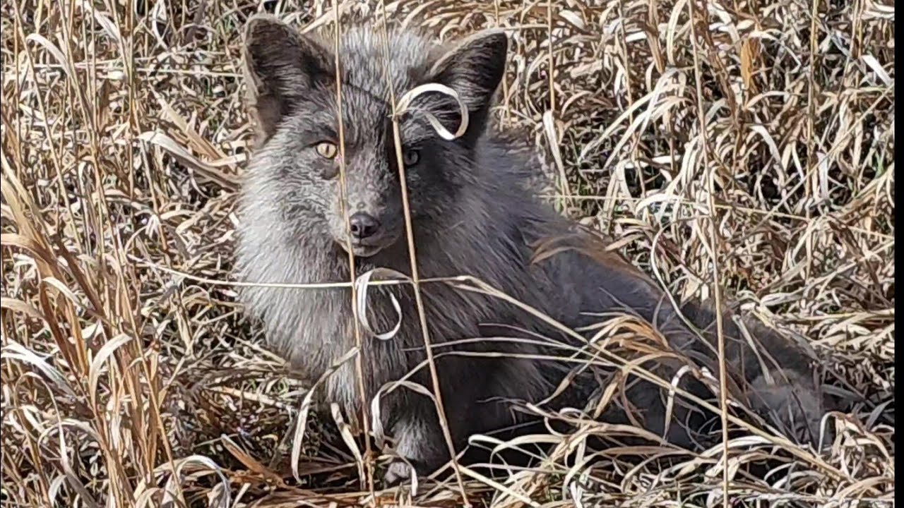 Rescue foxes go to The Wild Animal Sanctuary in Colorado!