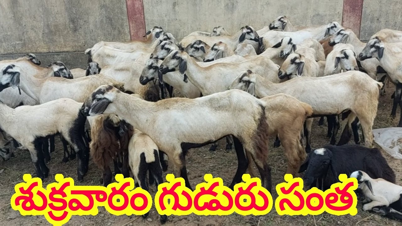 GUDUR SHEEP GOAT MARKET SANTA