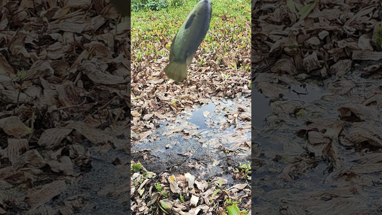 Mancing ikan betik ❗❗❗
