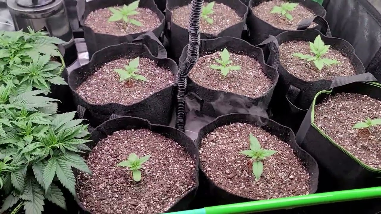 42 Fast Buds RF3 Autoflower Mix Pack 
