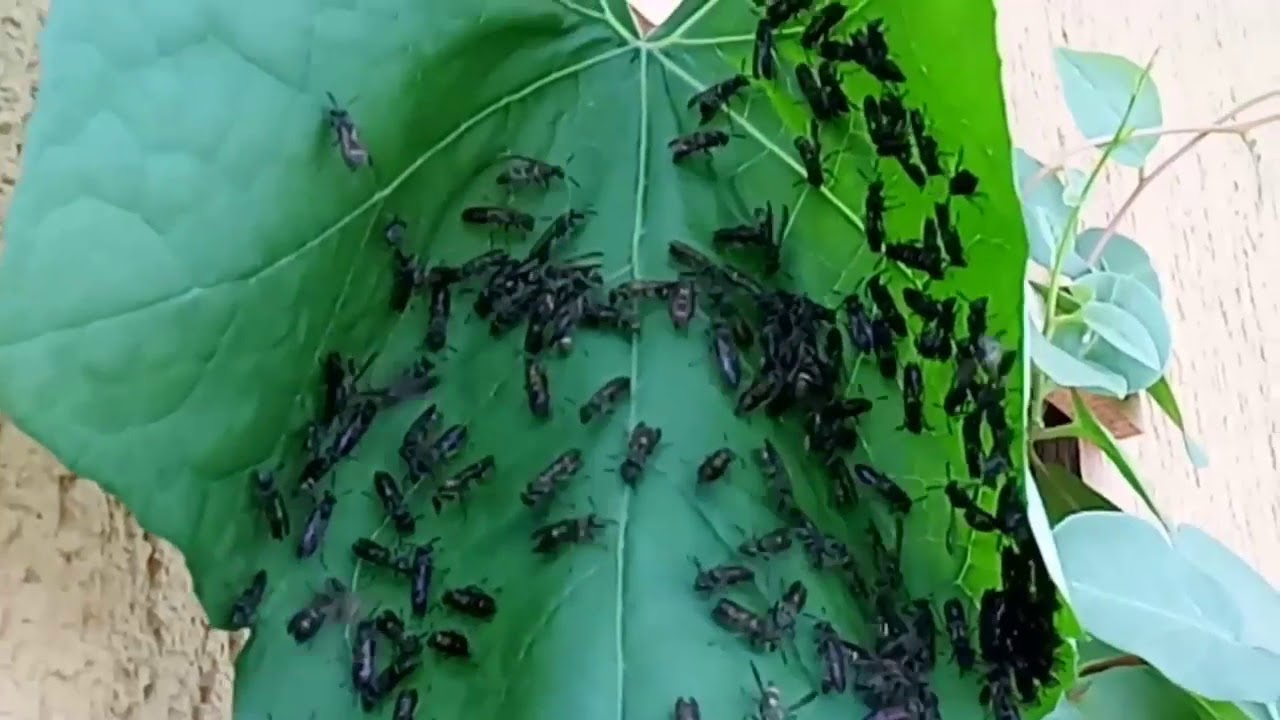 Vespas no meu jardim comest&iacute;vel.