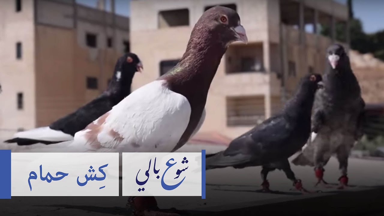 شو ع بالي - كش حمام - حـ4 #فكرزيون