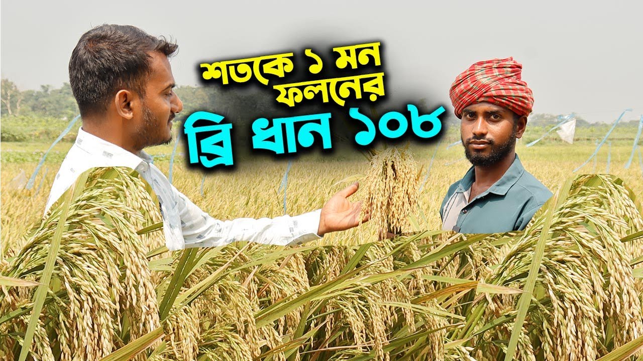 শতকে ১ মন ফলনের নতুন ধান ব্রি ১০৮ ধান চাষে সফল কৃষক | উদ্যোক্তার খোঁজে