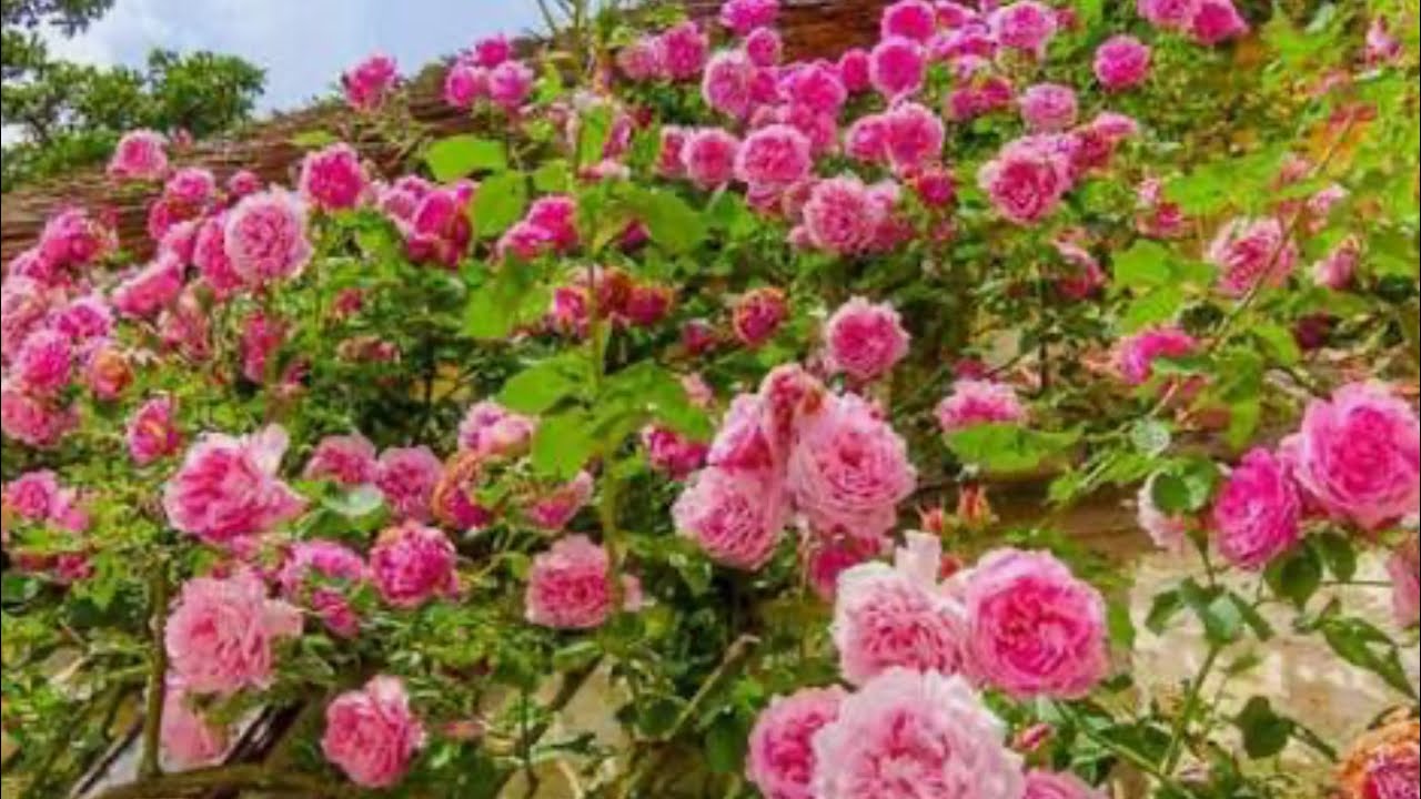 Plantemos rosas. 🌺🌸🌹🌱