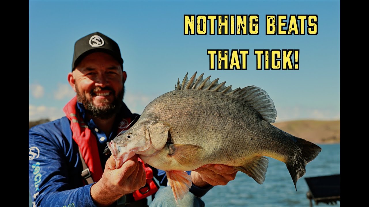 На грани: весенняя активность желтобрюхого окуня в Берринджаке!