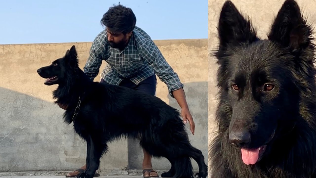 New Entry Majestic Black German Shepherd Dog at Home 😍😍 | Saab Dogs ko New Black Dogs say Milwaya 😅