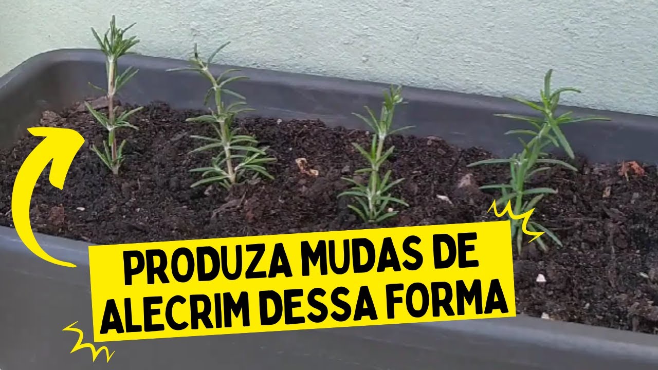 COMO PRODUZIR MUDAS DE ALECRIM (O método mais eficiente)