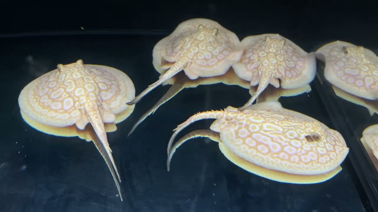 Golden Base Albino x Albino Pearl Hybrid Stingray