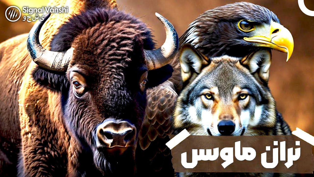 طبیعت وحشی قاره نو | مستند دوبله فارسی