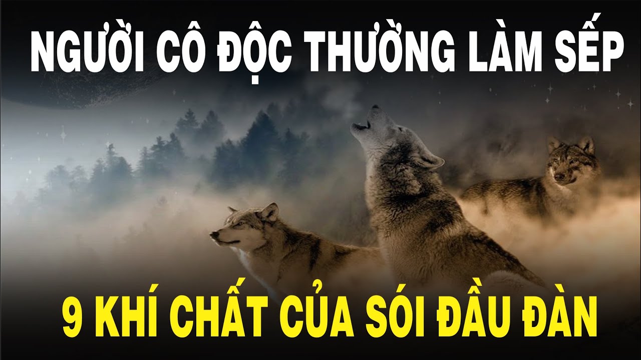 Người cô độc thường làm SẾP | 9 Khí chất ngút trời biến sói cô độc trở thành SÓI ĐẦU ĐÀN | NGẪM PLUS