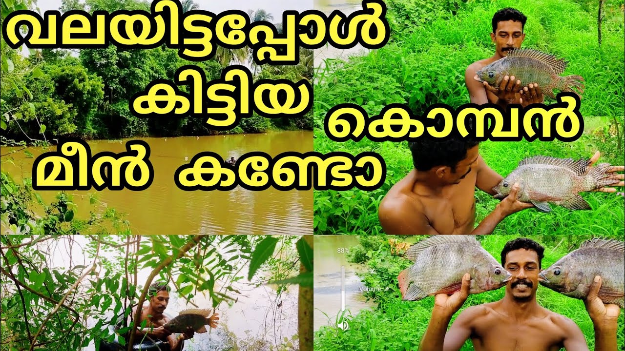 വലയിൽ കിട്ടിയ കൊമ്പന്മാർ 🔥  | Fishing vlog |  | Palakkad | Village Meenkaran