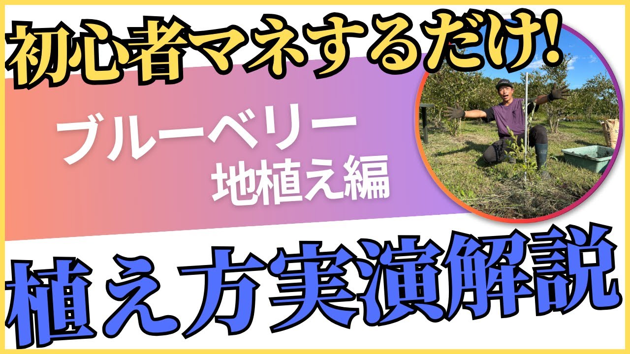 【地植え】初心者必見！簡単！ブルーベリー植え付け方法