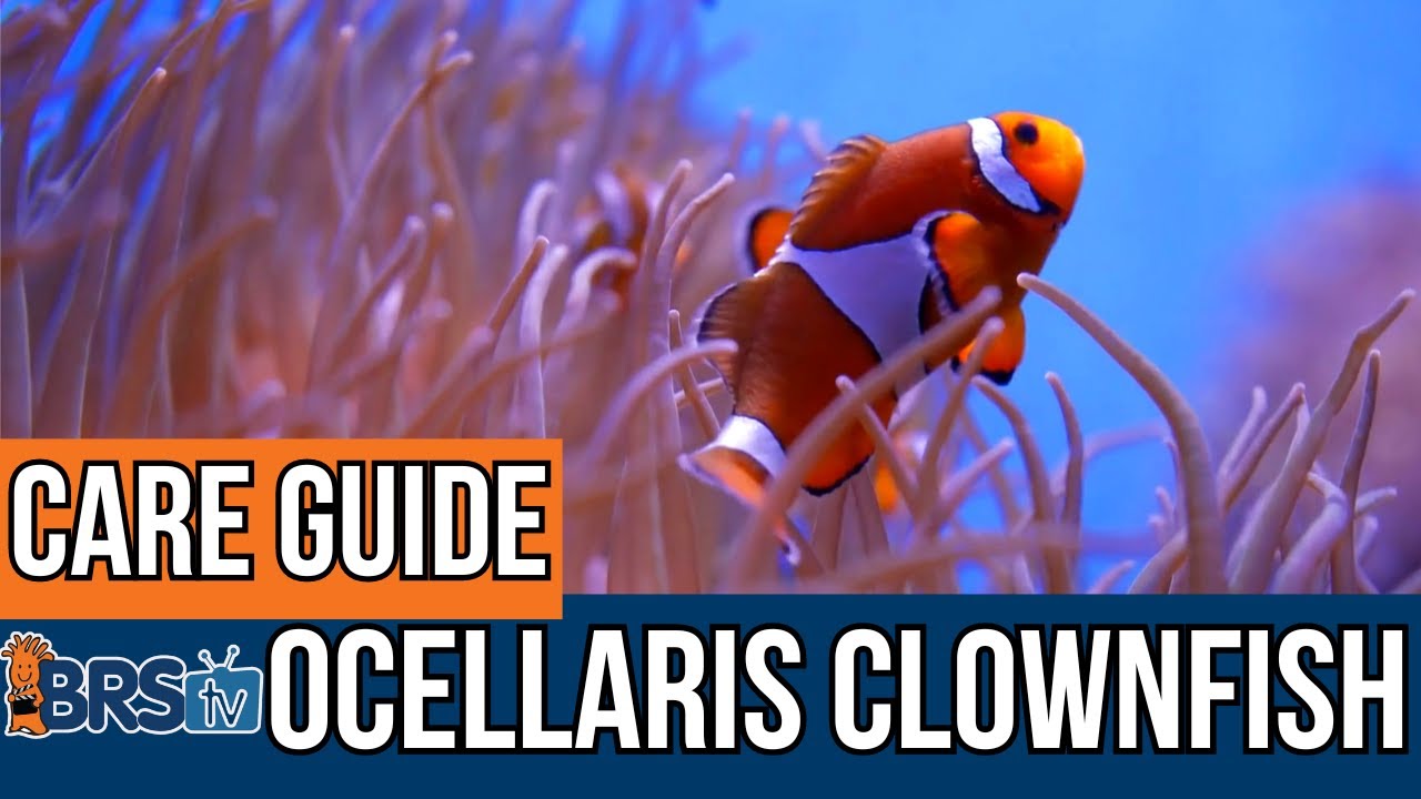 The Easiest Saltwater Fish? Ocellaris Clownfish Basics!