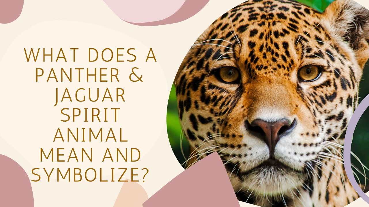 What Do Panther and Jaguar Spirit Animals Mean and Symbolize?