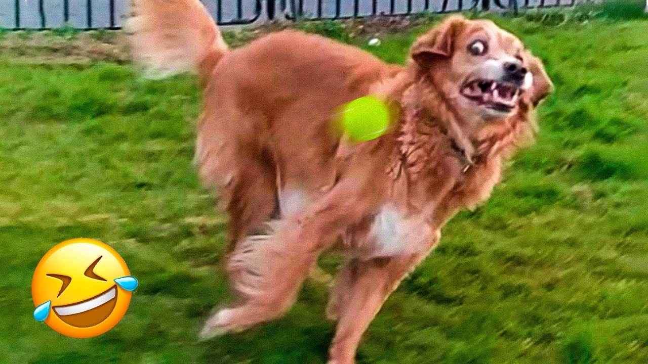 Try Not To Laugh: Ultimate Funny Dogs Doing Dumb Things 🐶