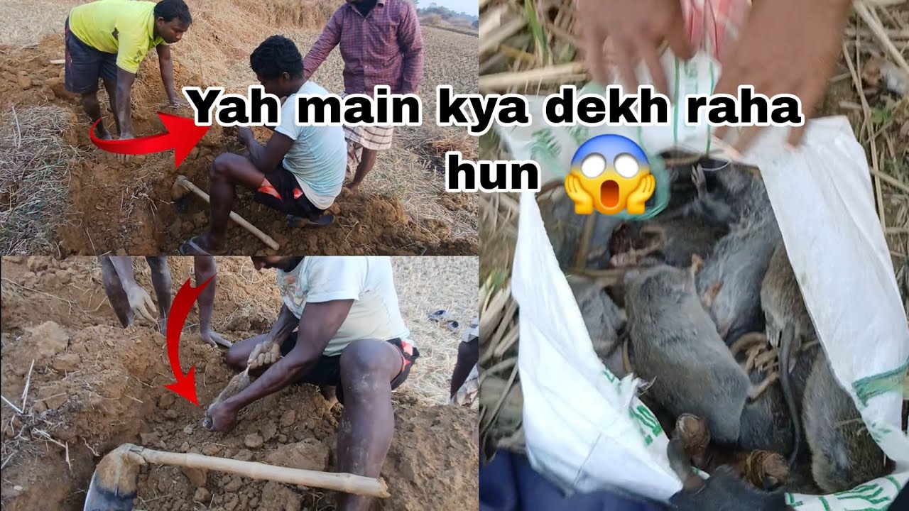 आदिवासी चूहा को मिट्टी खोदकर कैसे निकालते हैं//😱😱😱 #trending #ytviralvideo #adivasi #comedy #2026 