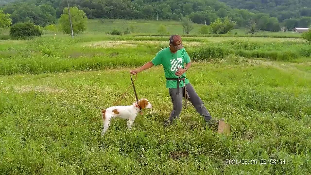 Bird dog training using carded barn pigeons