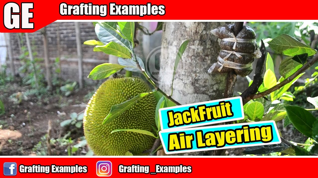 How To Air Layering Jackfruit 100% Success