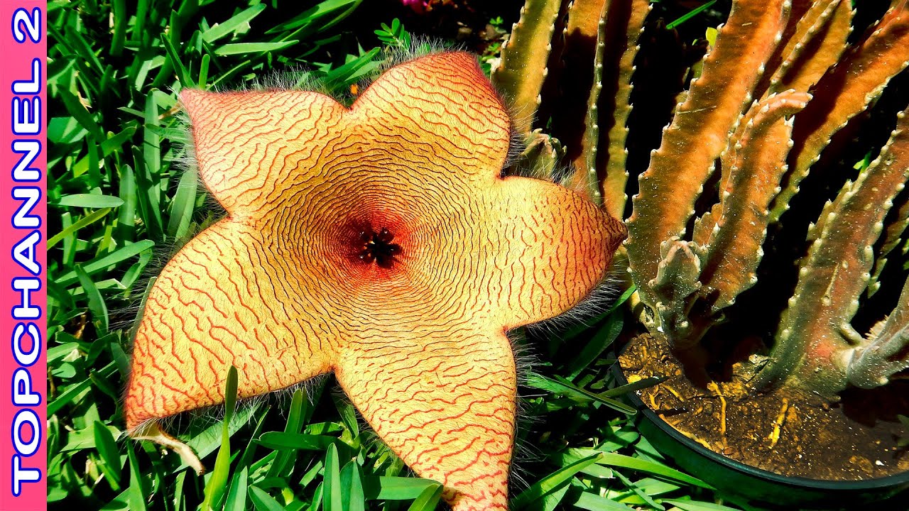 9 Variedades de Flores con Forma de Estrella más Hermosas
