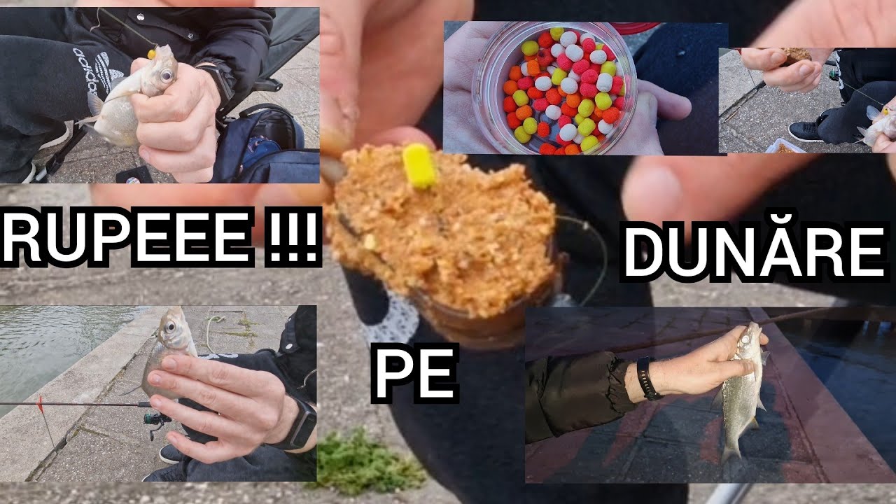 LOCUL BUN PE DUNARE UNDE MANANCA PESTELE LA ORICE . SENZATIE LA PESCUIT CU FEEDERUL 2025 PRIMAVARA