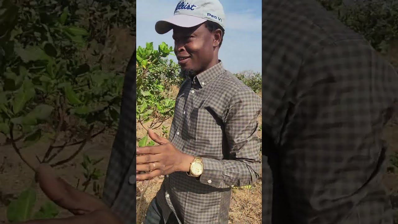 Debo Thomas educating on Cashew Farming, the best seeds to plant and the best form of real estate