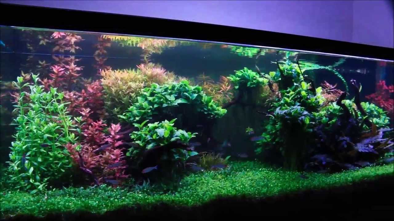 125G planted dirt tank