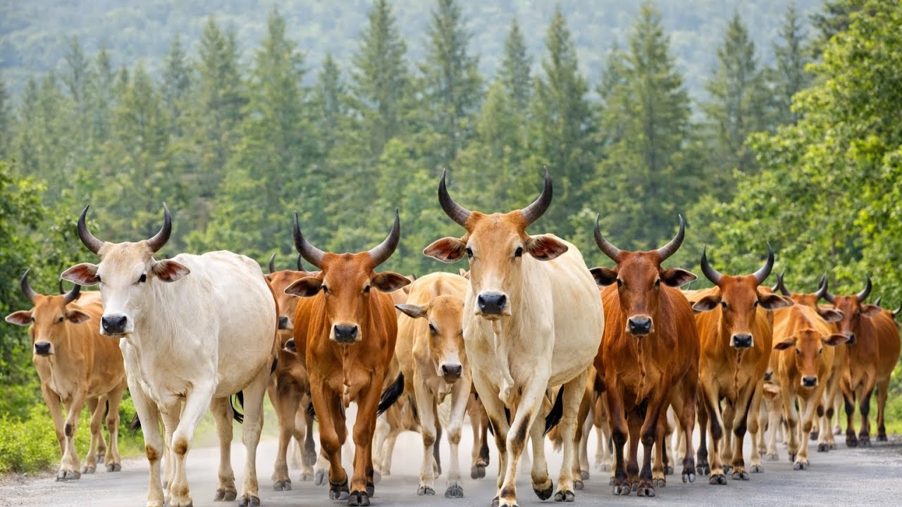 Mengembala gerombolan sapi yang berlari dan berjalan dengan gagah di pedesaan 🐂🌳