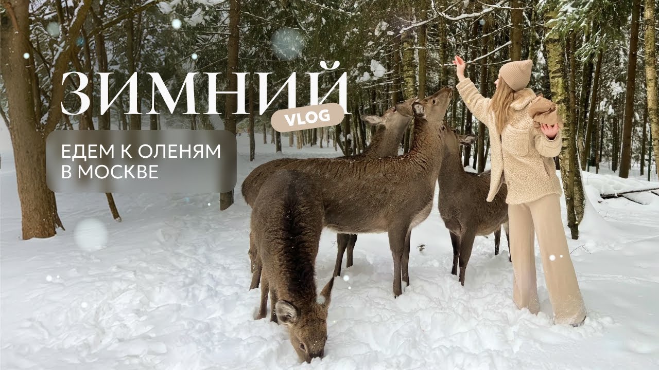 Зима в Москве: едем на оленью ферму, наслаждаемся атмосферой ГУМ катка и красивой Москвой.
