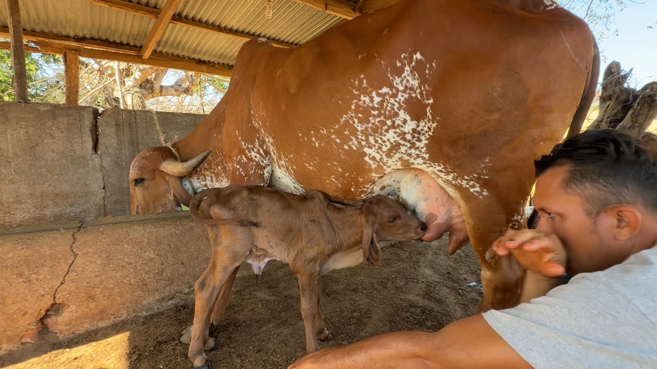 Pario la fiona y mira la ternera que tubo esta hermosa 