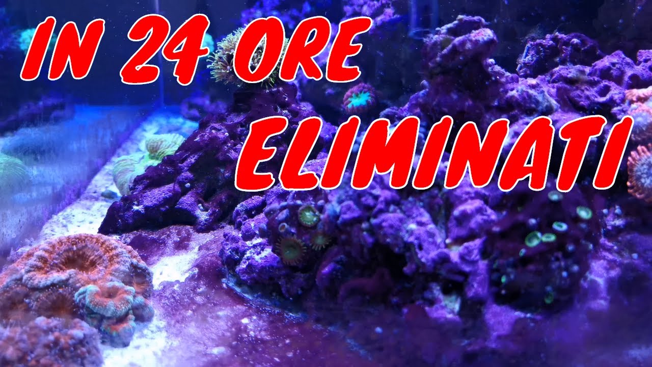 Eliminare CIANOBATTERI in 24 ORE