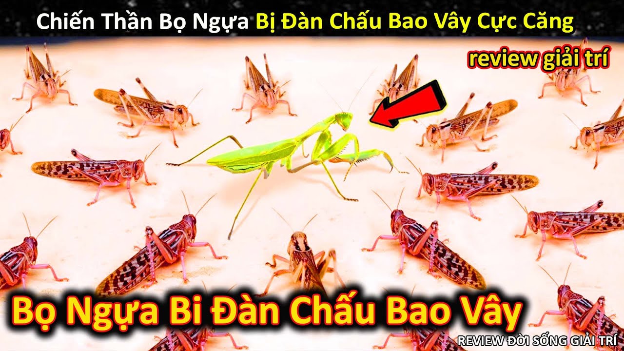 Những Hiện Tượng Khó Lý Giải Cực Đáng Sợ Của Các Loài Động Vật Tự Nhiên || Review Giải Trí Đời Sống