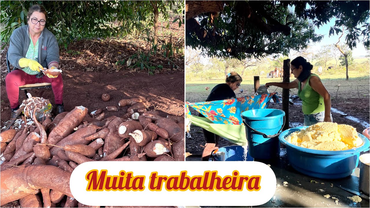 FAZENDO POLVILHO DE MANDIOCA ARTESANAL NA ROÇA