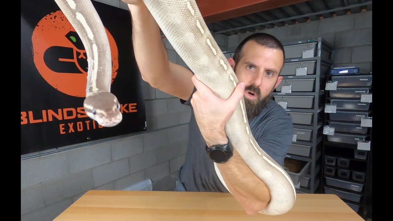 Пять самых больших королевских питонов! 🐍