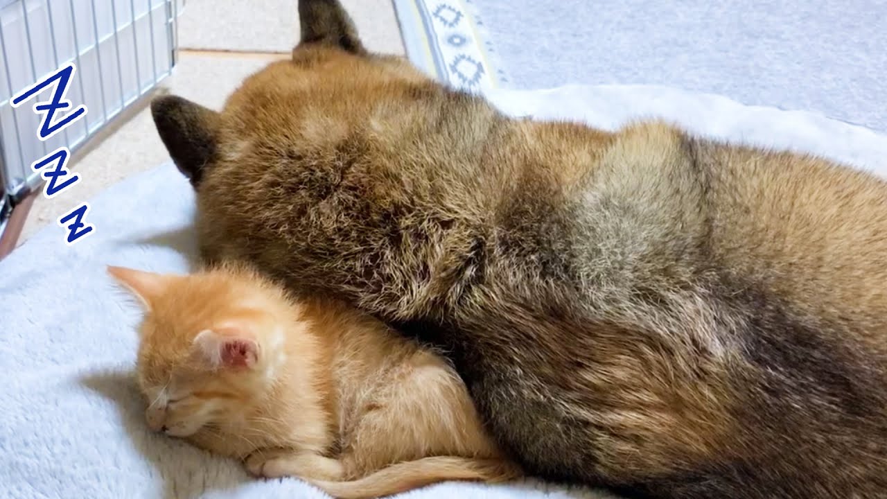 自分より大きな柴犬にもたれられても幸せそうに寝ていく子猫♡