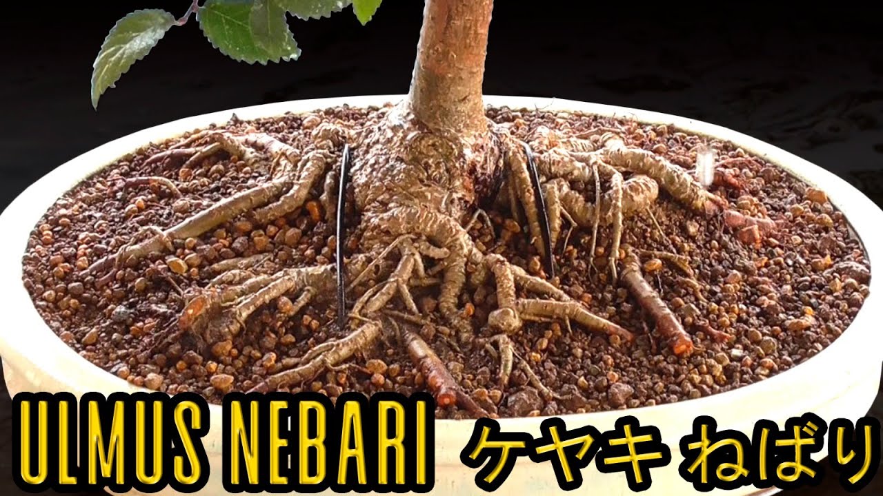 Bonsai ulmus NEBARI - けやき ねばり