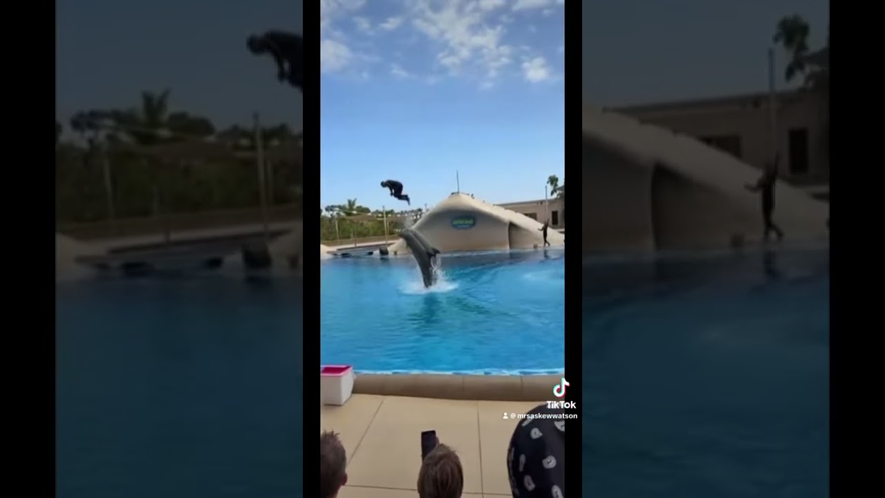Dolphin show Loro Parque! Amazing! #canarias #canaryislands #loroparque #tenerife #holiday
