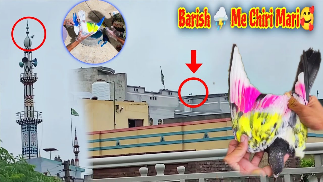 Tofani⛈️ Barish Me Rang Se Bari Madi Pakri🔥 آج کبوتروں کو رنگ لگا دیا 🥰