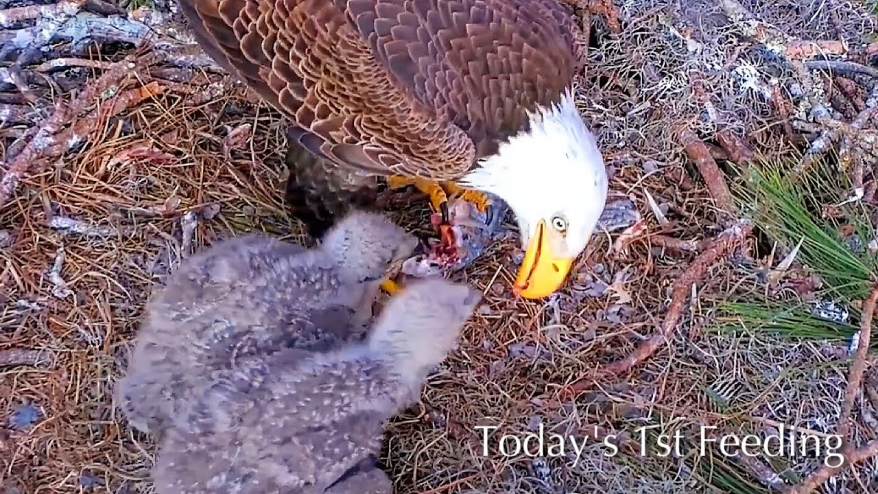 #202🦅NE32🐥21° & NE33🐥19°／NEFL 2025-2026／Gabby💗Beau／by American Eagle Foundation