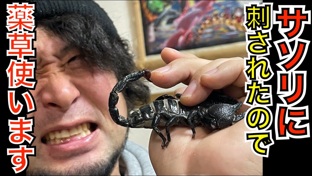 サソリに刺された。今話題の外来植物が効くらしい。【ツルヒヨドリ/特定外来生物/沖縄】