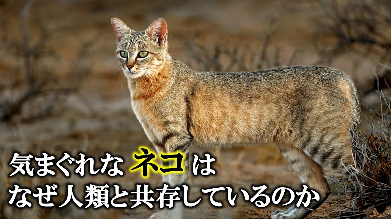 【ゆっくり解説】ネコの家畜化とヒトの家畜化