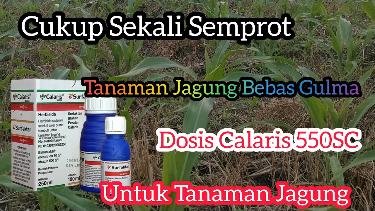 Herbisida Calaris 550 SC..! Sekali Semprot Sampai Panen.Dosis Dan Cara Aplikasi Buat Tanaman Jagung.