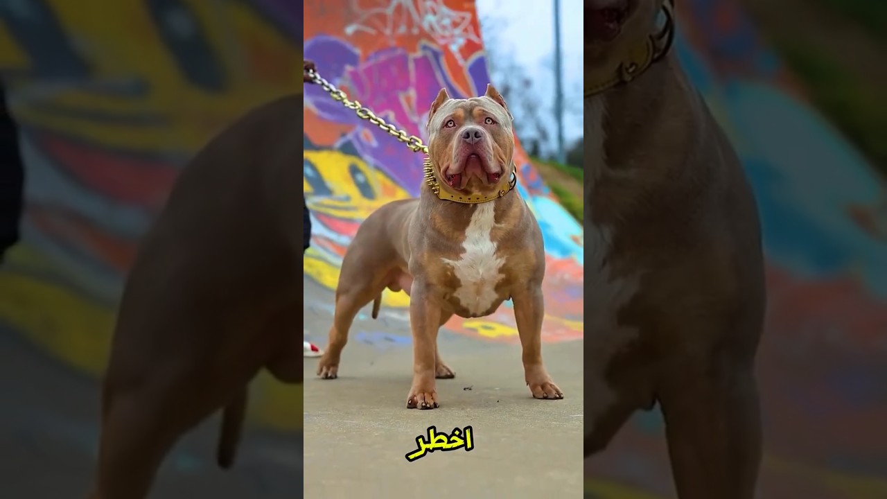 هذه أخطر 3 كلاب في الهند و الأخيرة لا ترحم #shorts #shortvideo #كلاب #india #معلومات #اكسبلور