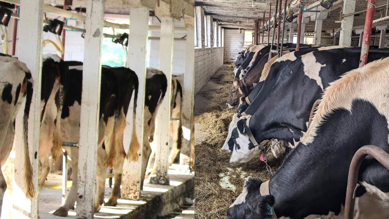 Dairy Barn Equipment Tour! How To Milk A Cow!