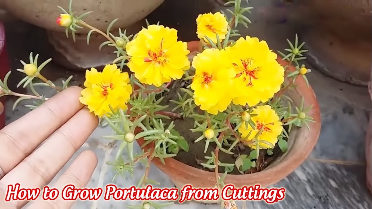 How to Grow Portulaca from Cuttings