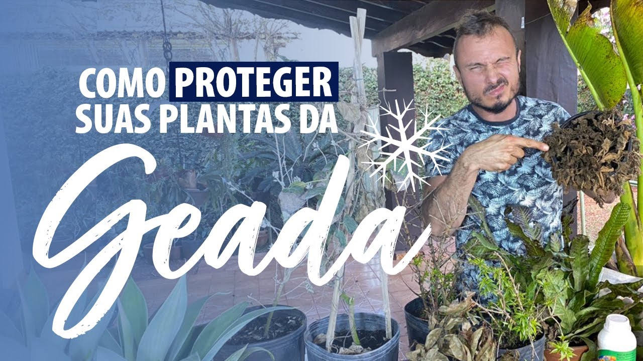 5 Dicas para PROTEGER suas PLANTAS do FRIO/GEADA