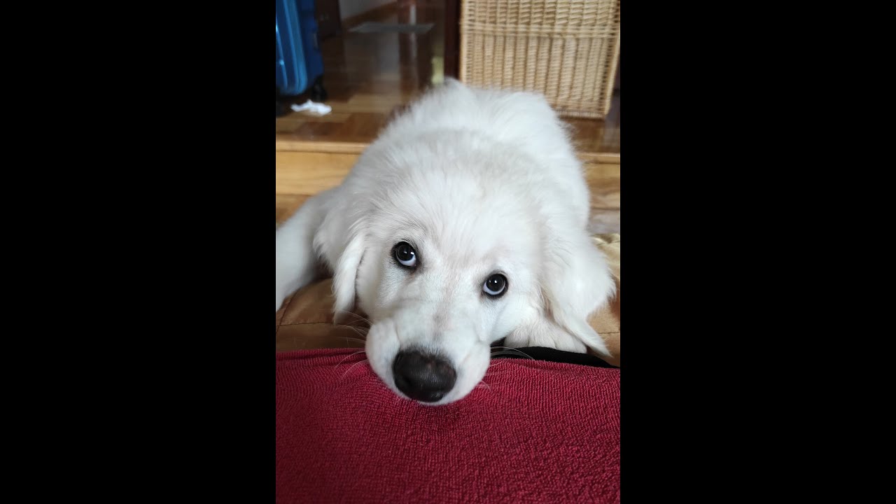 Szczeniak adaptuje się w nowym domu ze zwierzętami. Owczarek podhalański- kompilacja