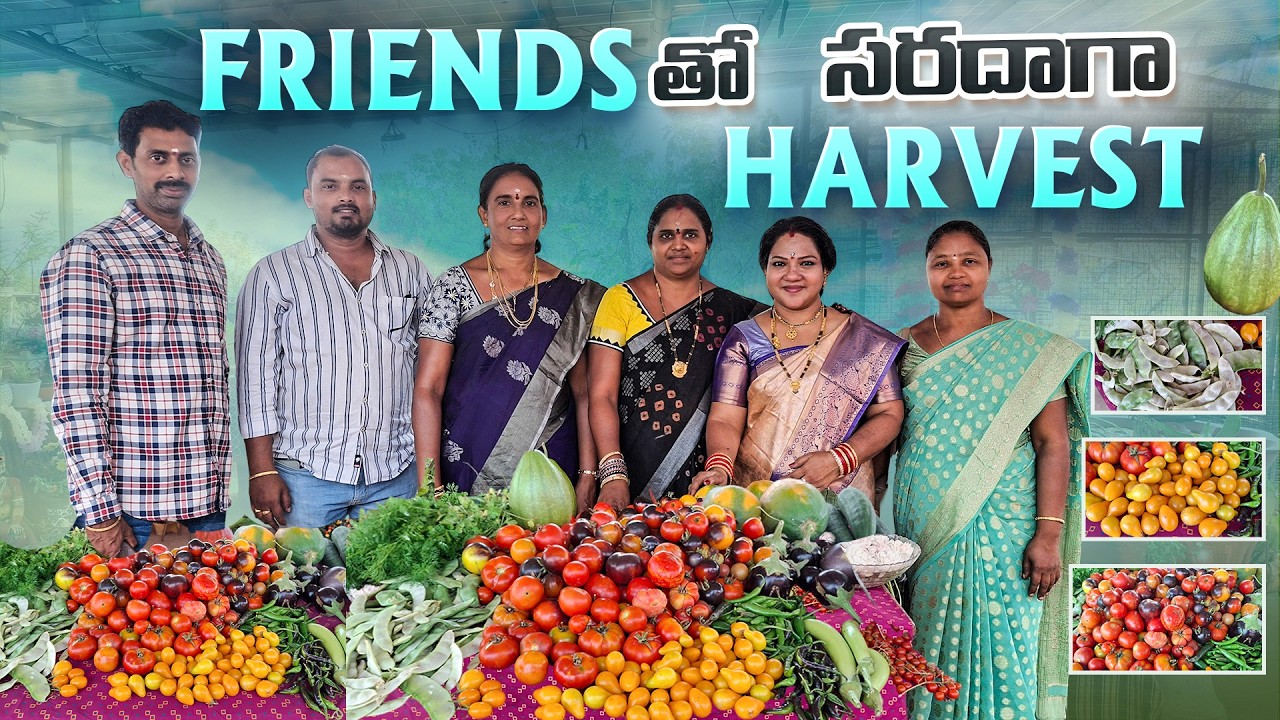 ఫ్రెండ్స్‌తో టెర్రస్ గార్డెన్ హార్వెస్ట్ సూపర్ ఫన్! 😍|Bumper harves#trending