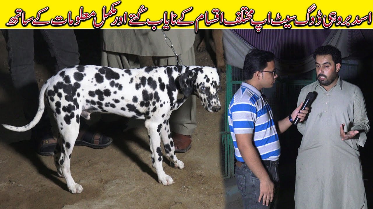 Asad Brohi Dogs Setup | German Shepherd Golden Retriever Siberian Husky American Pit Bull Terrier